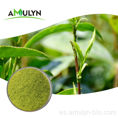 Polvo de té verde matcha natural premium